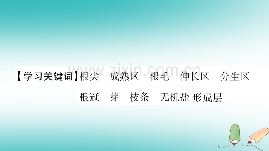 2018秋七年级生物上册-第3单元-第2章-第2节-植株的生长习题优质新人教版.ppt_第2页