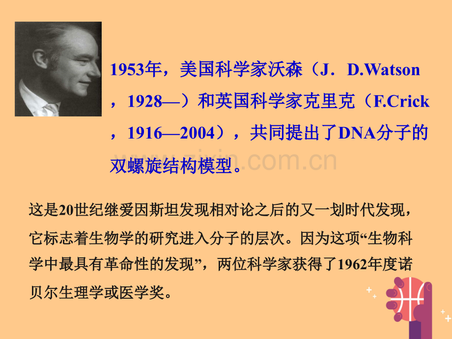 高中生物-第3章-第2节-DNA分子的结构-新人教版必修2.ppt_第2页