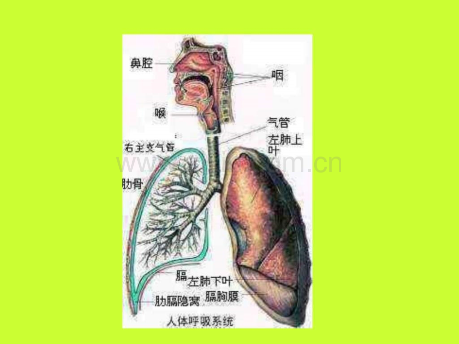七级生物呼吸道对空气处理文库.ppt_第2页
