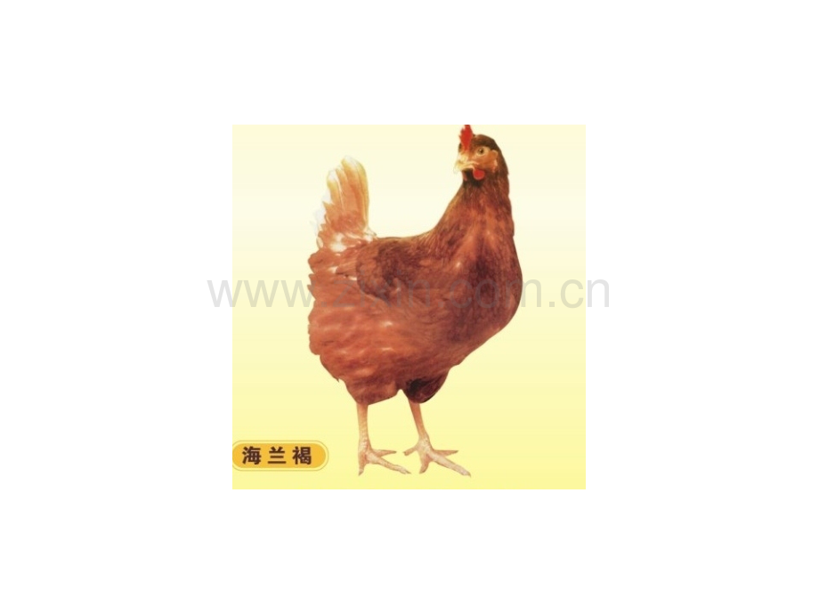 蛋鸡的饲养管理.ppt_第2页