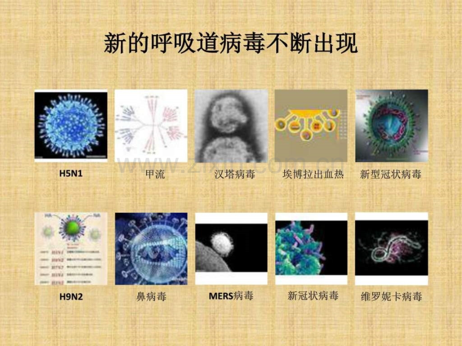 中东呼吸综合征.ppt_第2页