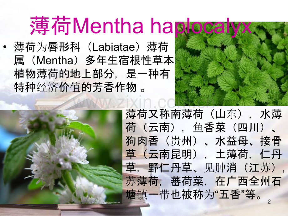 南通道地药材.ppt_第2页