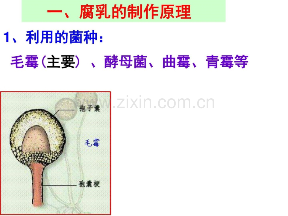 腐乳的制作原理及过程.ppt.ppt_第2页