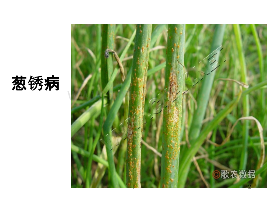松门小葱栽培病虫害防治.ppt_第2页