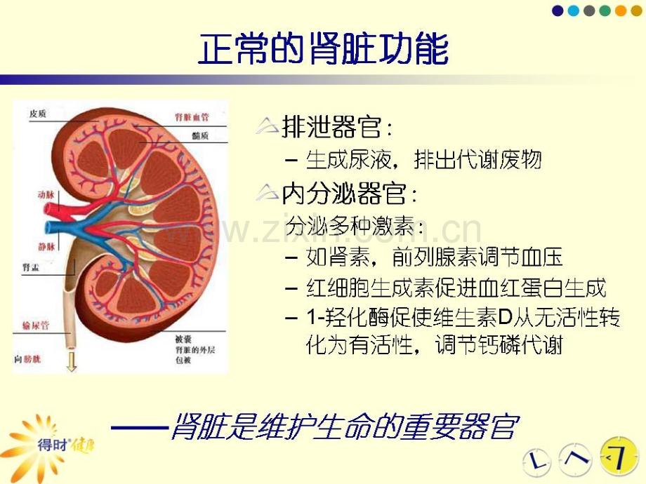 [临床医学]200812糖尿病肾病.ppt_第2页