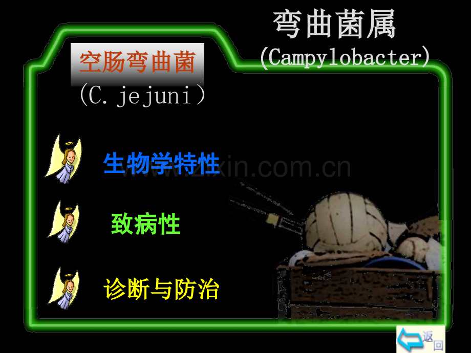 各类细菌特性.ppt_第2页