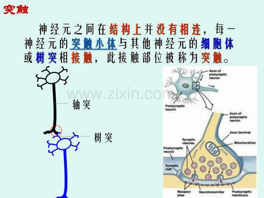 [中学联盟]四川省宜宾市南溪区第二中学校高中生物人教.ppt_第2页