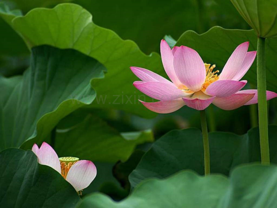 《荷叶母亲》公开课.ppt_第1页