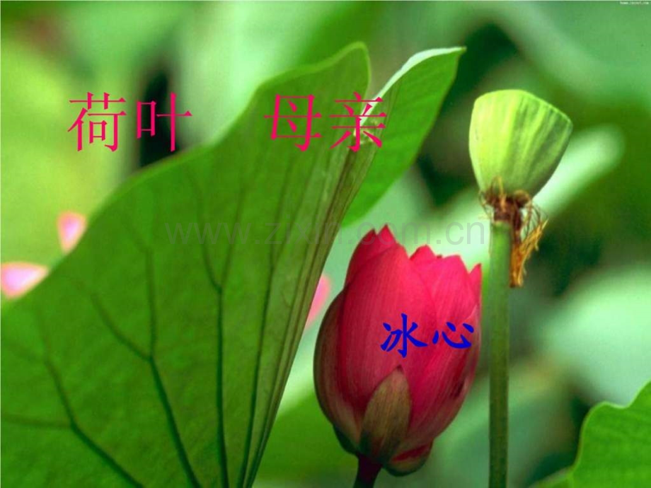 《荷叶母亲》公开课.ppt_第2页