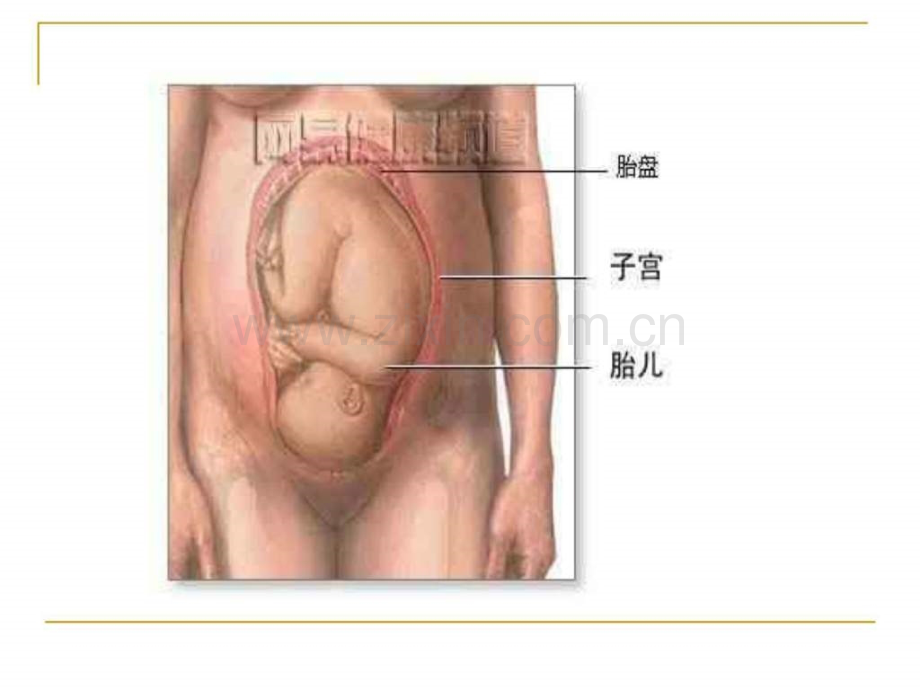 孕产期营养与安全分娩.ppt_第2页
