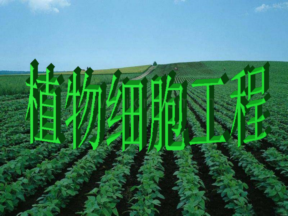 植物组织培养.ppt_第1页