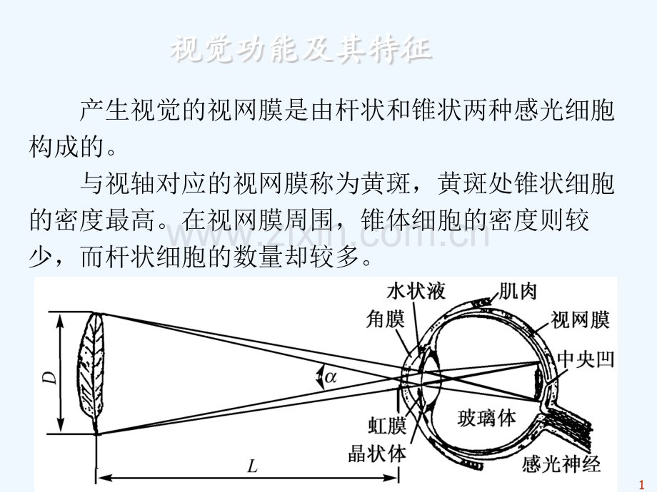 人体工程学与视觉传达设计.ppt_第2页