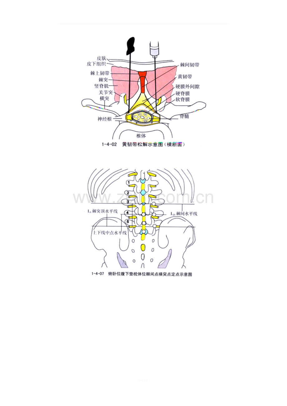 针刀医学解剖示意图(经典版).docx_第2页