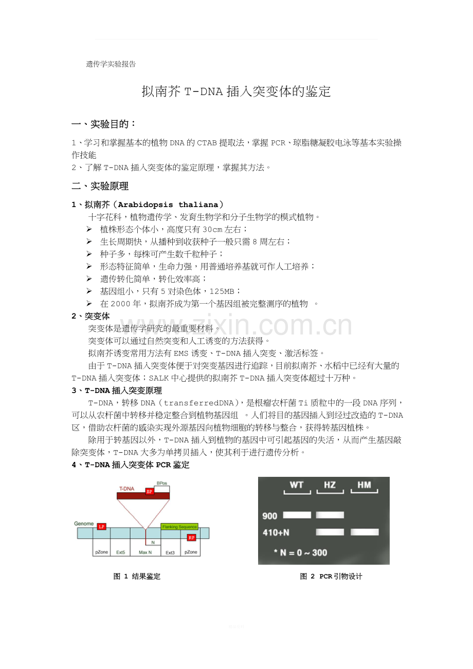 拟南芥T-DNA插入突变体的鉴定.doc_第1页