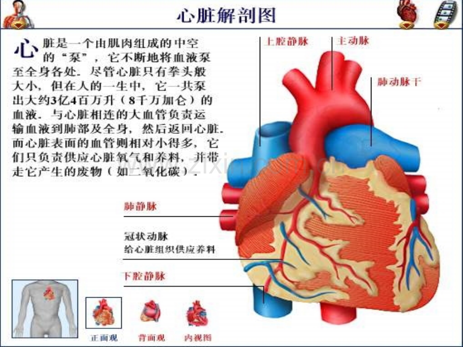 心脏手术巡回要点-PPT课件.ppt_第2页