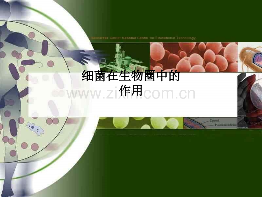 细菌在生物圈中的作用.ppt_第1页