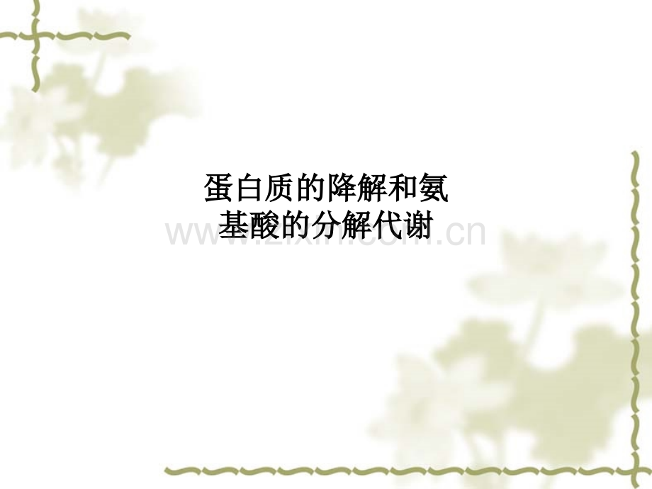 蛋白质的降解和氨基酸的分解代谢.ppt_第1页