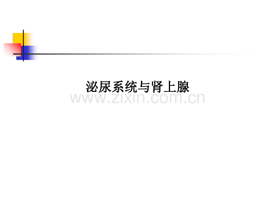 泌尿系统与肾上腺PPT课件.ppt_第1页