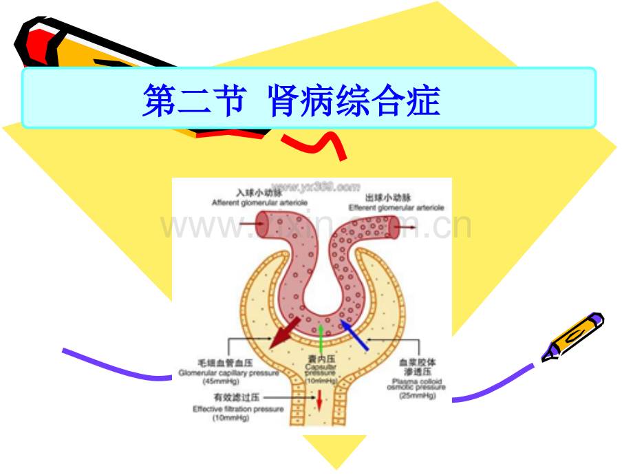 肾病综合症护理PPT课件.ppt_第2页