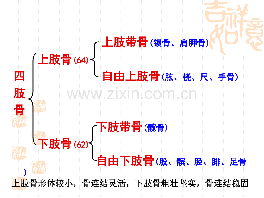 四肢骨骼.ppt_第2页