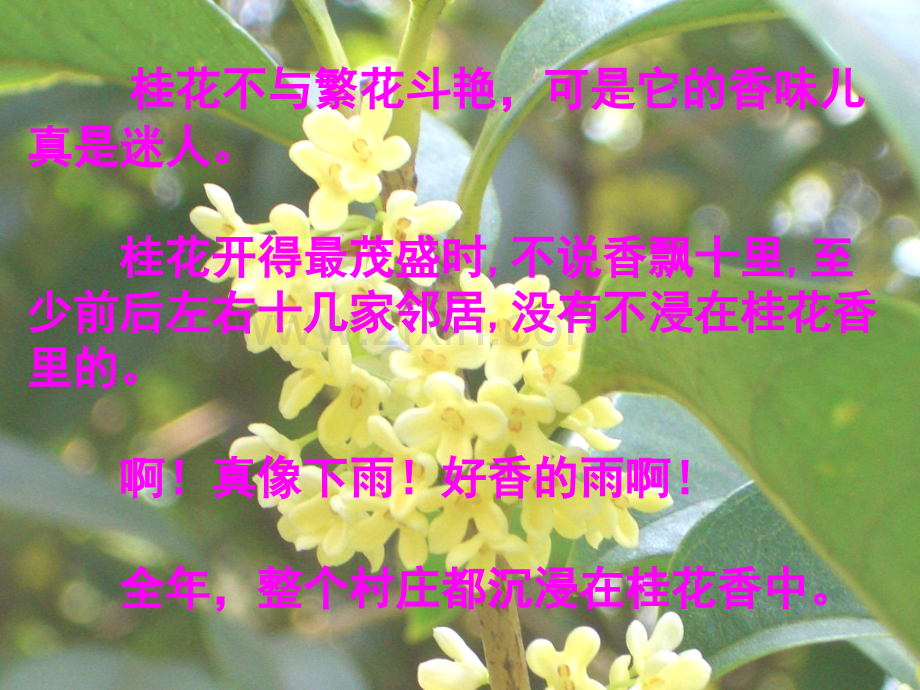 桂花不与繁花斗艳PPT课件.ppt_第2页