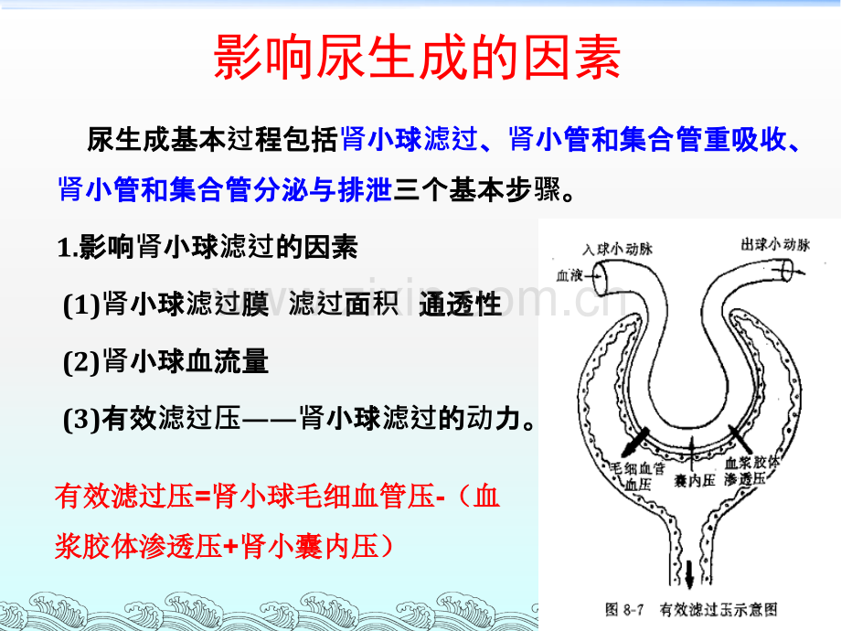 影响尿生成的因素.ppt_第2页