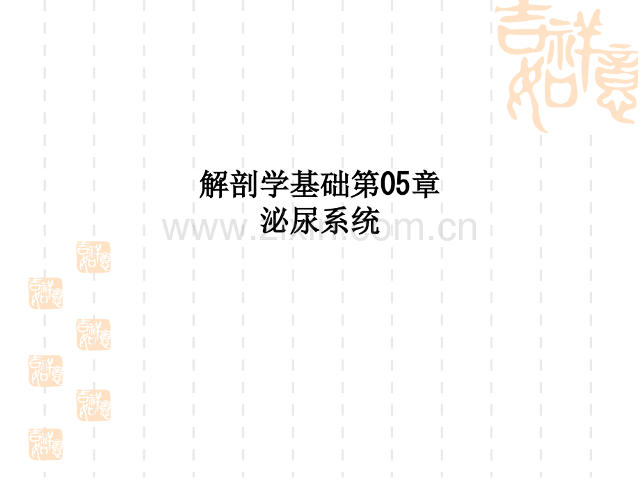 解剖学基础第05章-泌尿系统.ppt_第1页