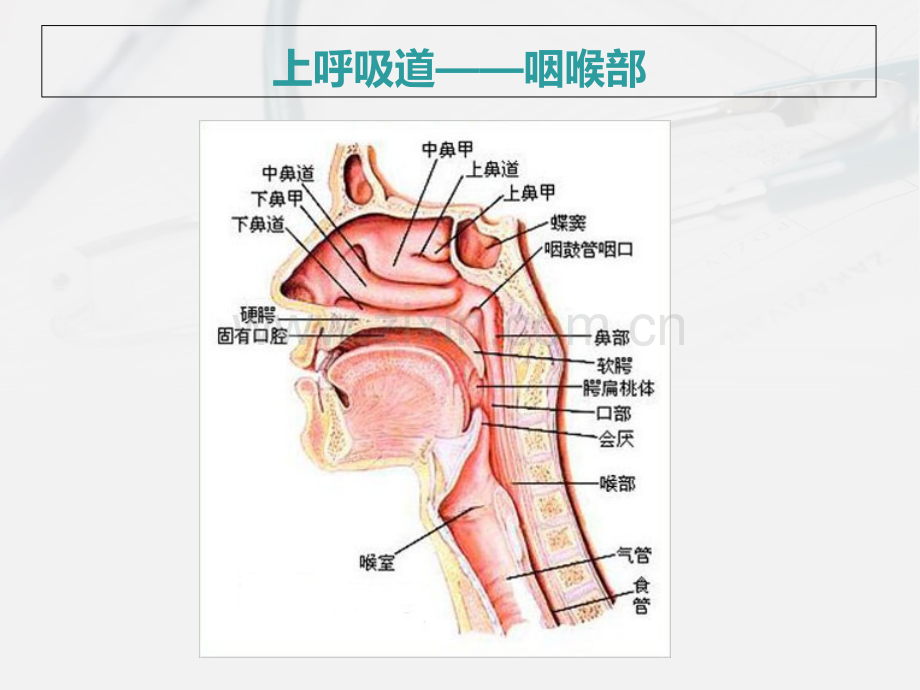 肺部的病理生理.ppt_第2页