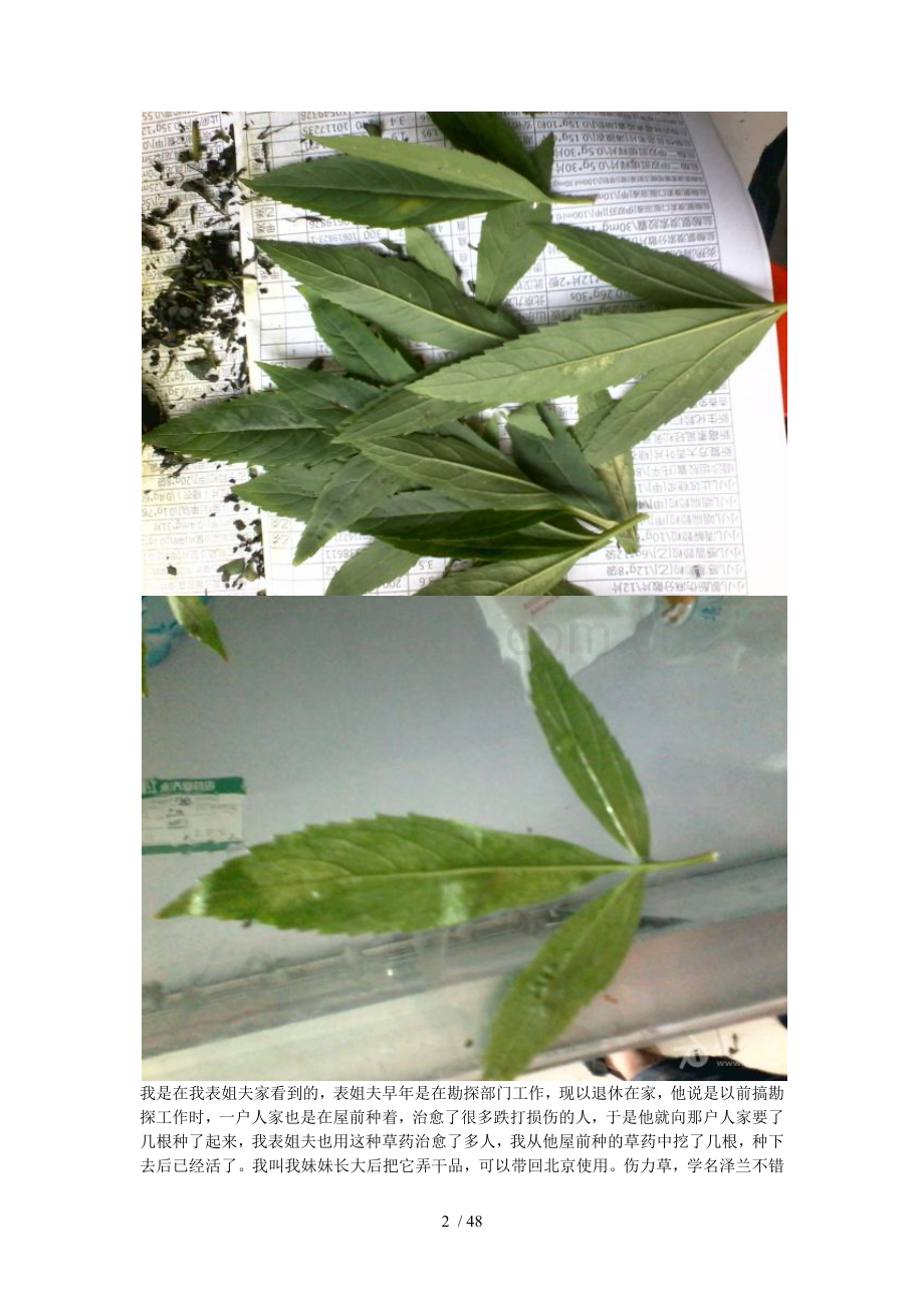 回老家发现一种神奇草药.docx_第2页