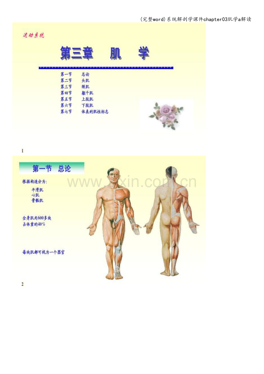 系统解剖学课件chapter03肌学a解读.doc_第1页
