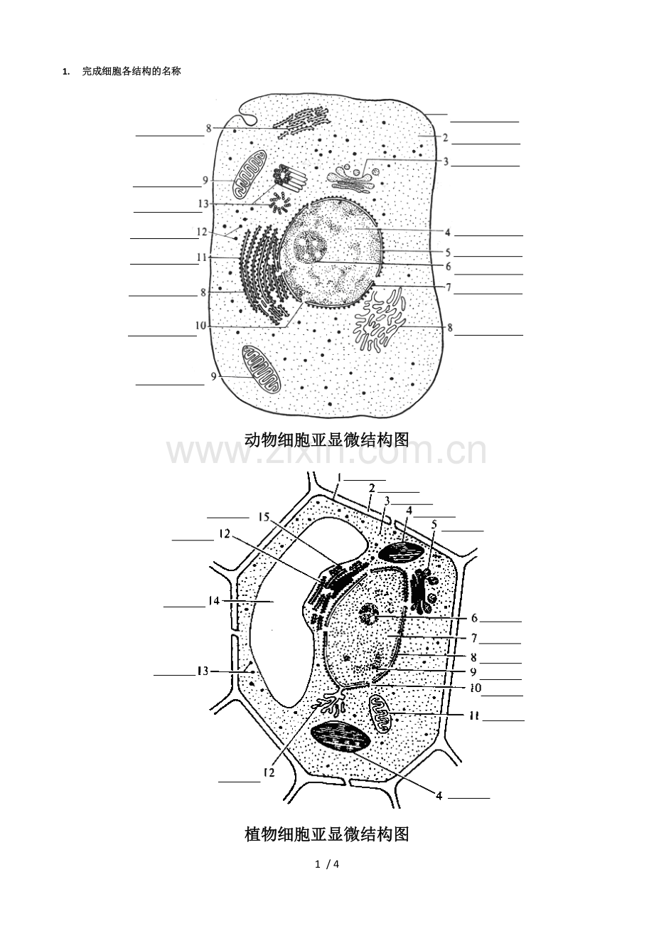 高中生物动植物细胞模式图及细胞结构比较.doc_第1页