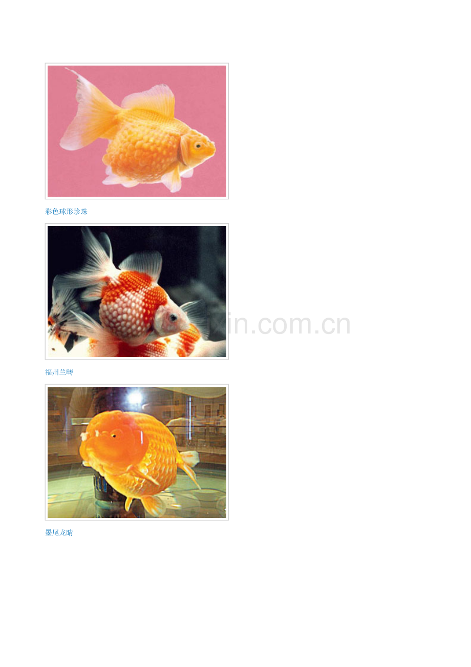 金鱼图片大全rojoway整理.doc_第2页
