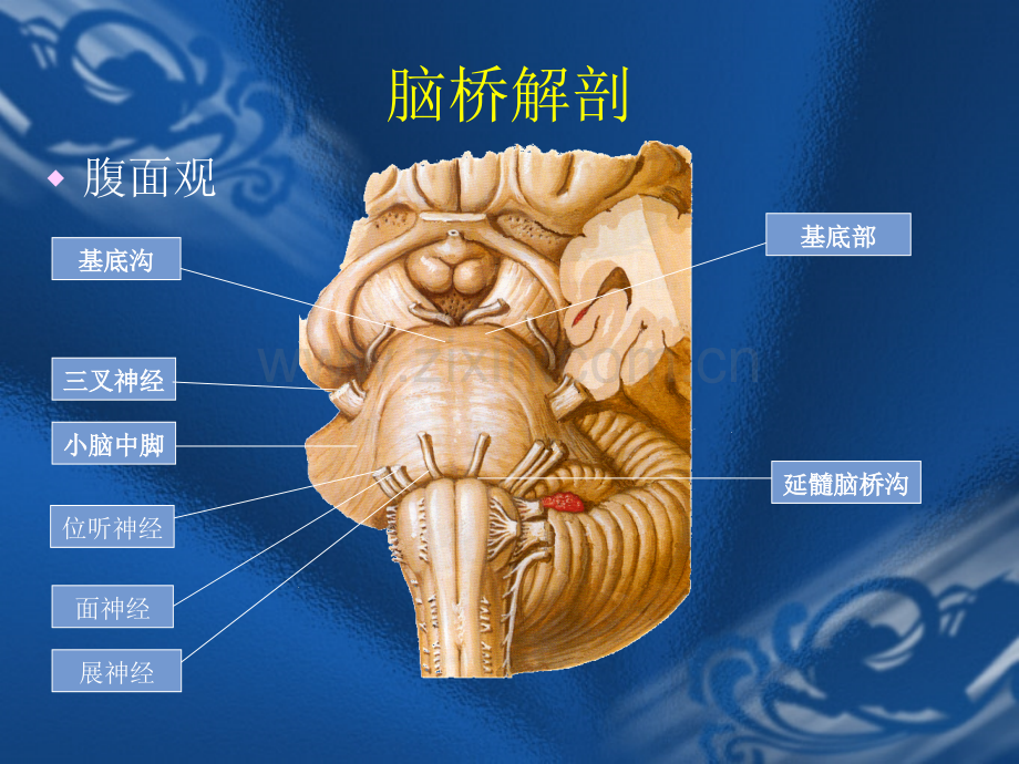 脑桥(ppt文档).ppt_第2页