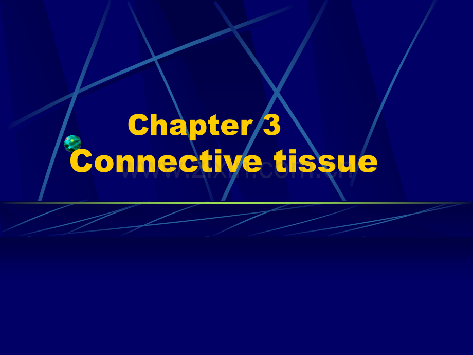 e03.Connective-tissue结缔组织(ppt文档).ppt_第2页