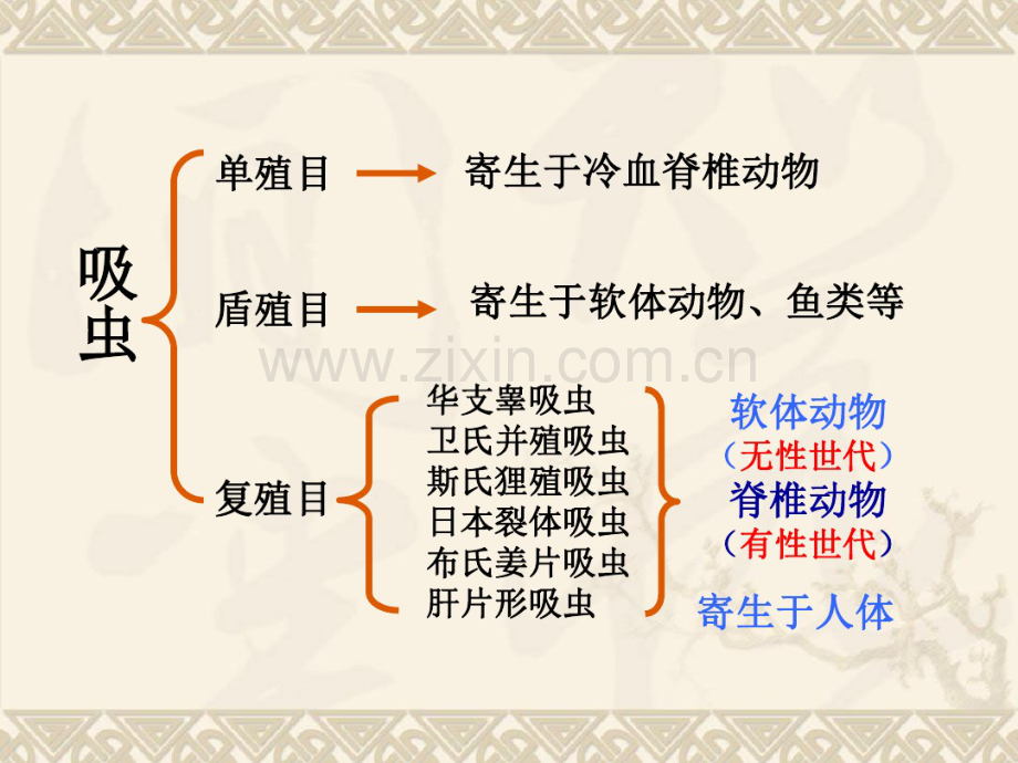 吸虫-(2).pdf_第2页