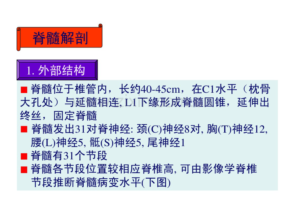 脊髓解剖-(2).pdf_第2页