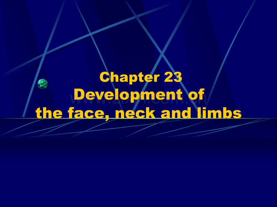 e23.Development-of-the-face--neck-and-limbs颜面和四肢发生(ppt文档).ppt_第2页