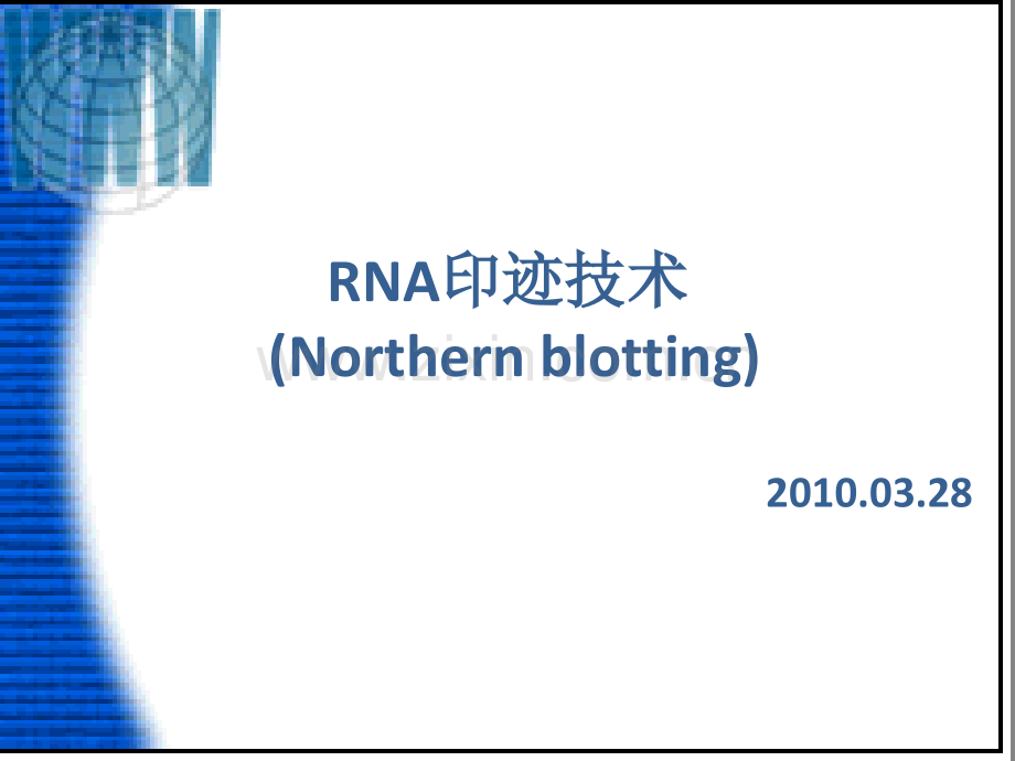 Northern-blotting.ppt_第1页