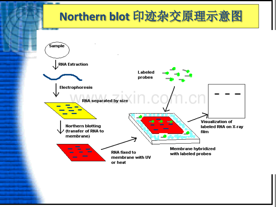Northern-blotting.ppt_第2页