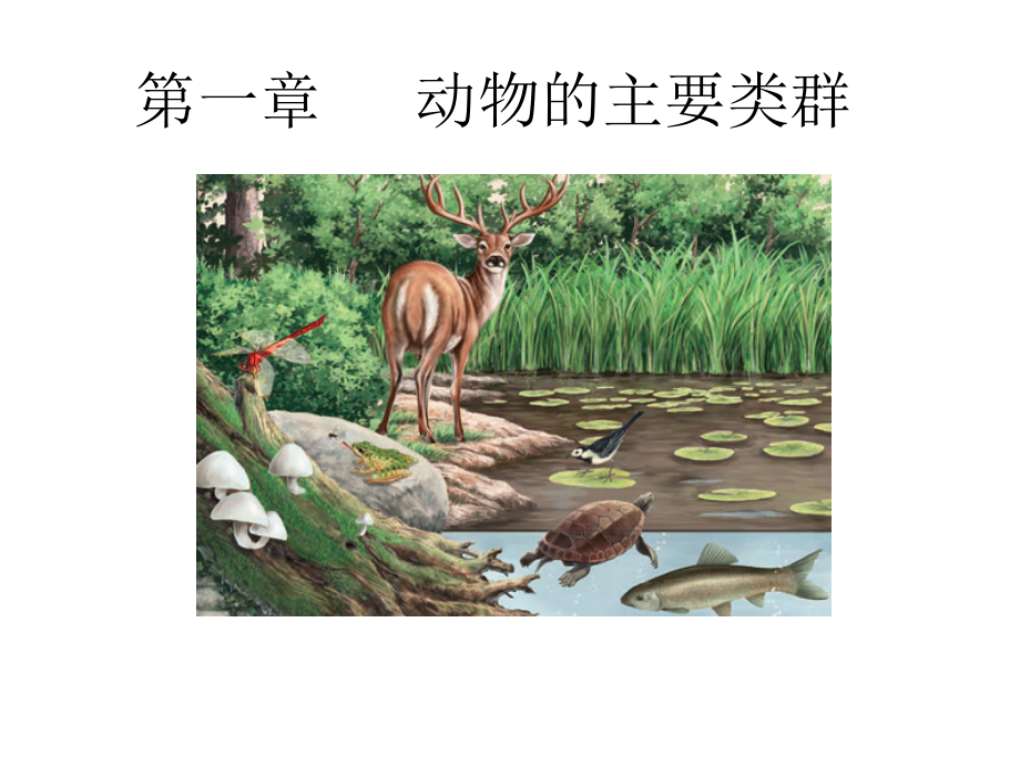 秀丽隐杆线虫.ppt_第1页