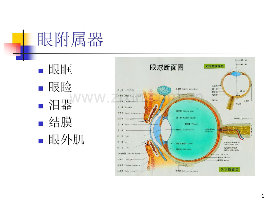 外眼检查.pdf_第1页