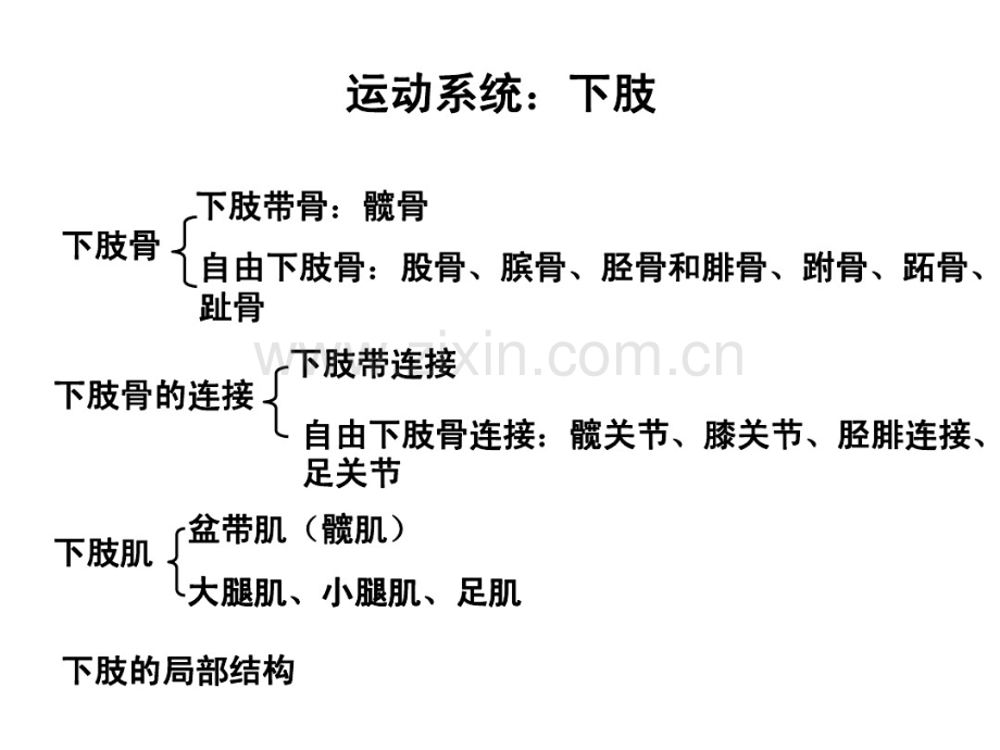 下肢骨、关节、肌及局部结构.pdf_第1页