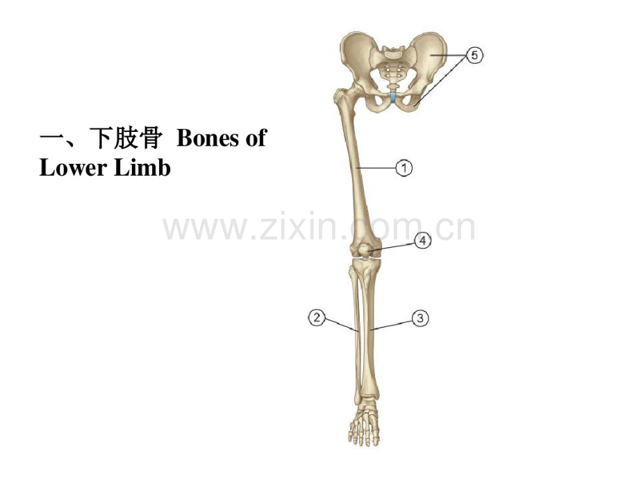 下肢骨、关节、肌及局部结构.pdf_第2页