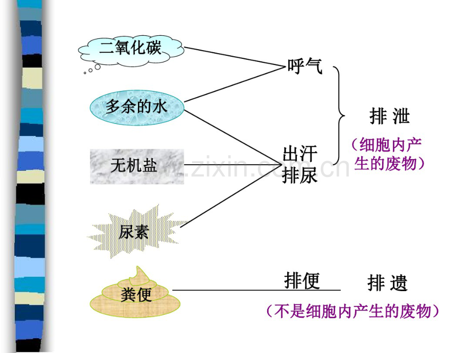 尿的形成及排出初中生物.pdf_第2页