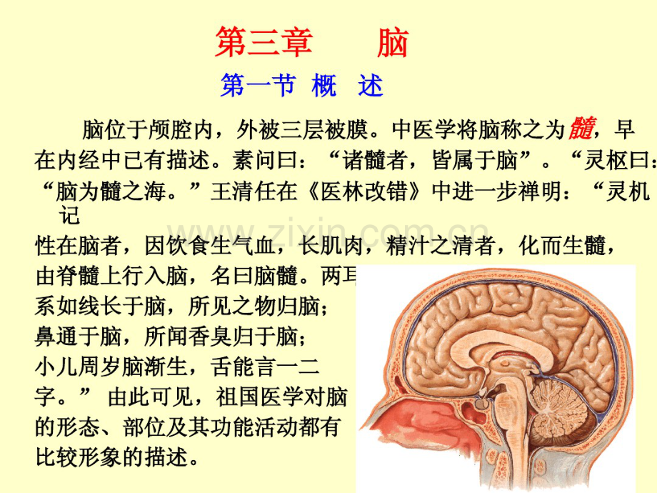 脑干高清结构解剖.pdf_第1页