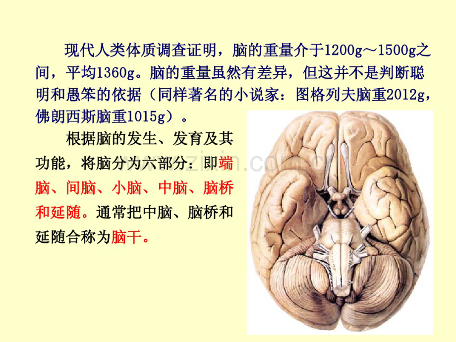 脑干高清结构解剖.pdf_第2页