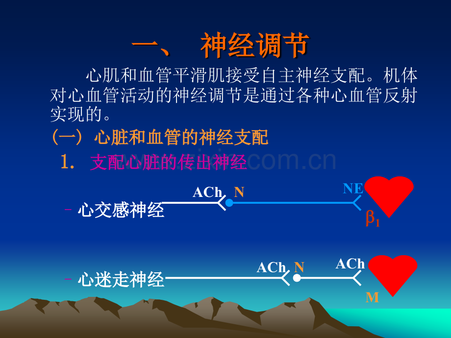 循环生理-心血管活动的调节.ppt_第2页
