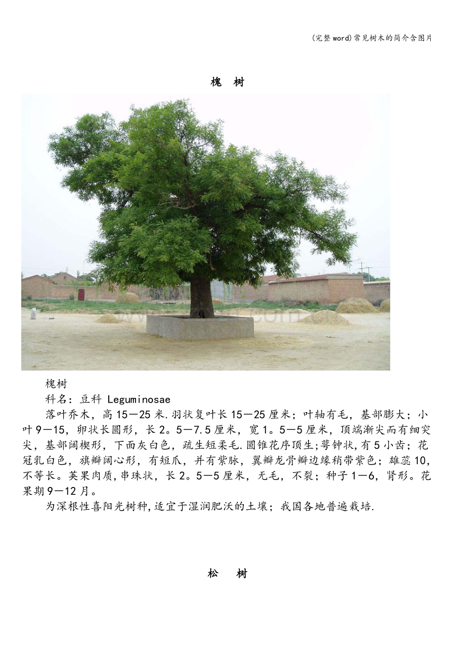 常见树木的简介含图片.doc_第2页