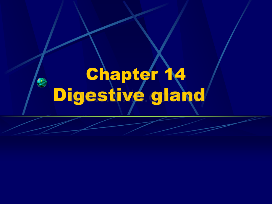 e14.Digestive-gland消化腺(ppt文档).ppt_第2页