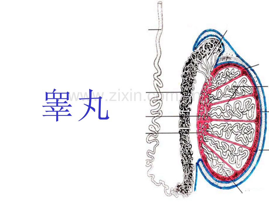 男性生殖系统(ppt文档).ppt_第1页